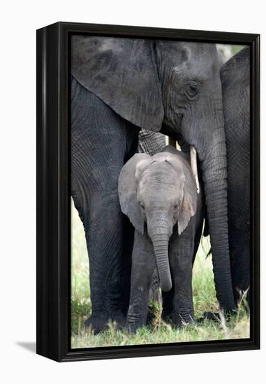 African Elephant (Loxodonta Africana) with its Calf in a Forest, Tarangire National Park, Tanzania-null-Framed Stretched Canvas