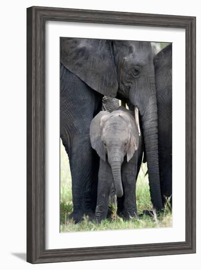 African Elephant (Loxodonta Africana) with its Calf in a Forest, Tarangire National Park, Tanzania-null-Framed Photographic Print