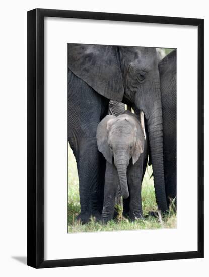 African Elephant (Loxodonta Africana) with its Calf in a Forest, Tarangire National Park, Tanzania-null-Framed Photographic Print