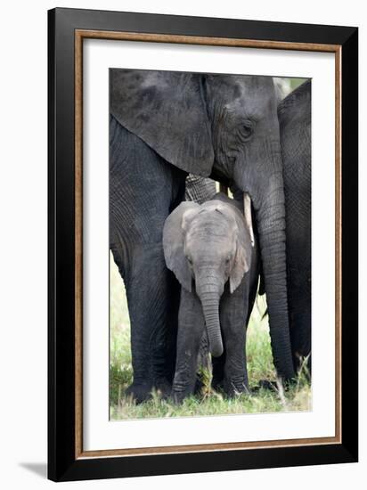 African Elephant (Loxodonta Africana) with its Calf in a Forest, Tarangire National Park, Tanzania-null-Framed Photographic Print