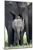 African Elephant (Loxodonta Africana) with its Calf in a Forest, Tarangire National Park, Tanzania-null-Mounted Photographic Print