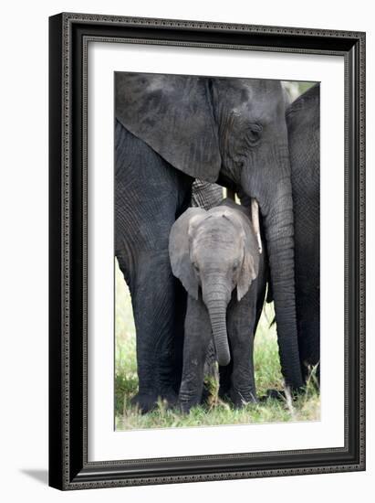 African Elephant (Loxodonta Africana) with its Calf in a Forest, Tarangire National Park, Tanzania-null-Framed Photographic Print