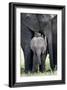 African Elephant (Loxodonta Africana) with its Calf in a Forest, Tarangire National Park, Tanzania-null-Framed Photographic Print