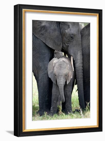 African Elephant (Loxodonta Africana) with its Calf in a Forest, Tarangire National Park, Tanzania-null-Framed Photographic Print