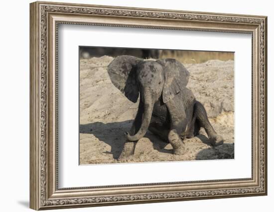 African elephant (Loxodonta africana) young rubbing, Chobe National Park, Botswana-Ann and Steve Toon-Framed Photographic Print