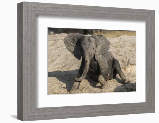 African elephant (Loxodonta africana) young rubbing, Chobe National Park, Botswana-Ann and Steve Toon-Framed Photographic Print