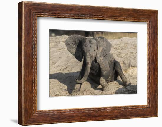 African elephant (Loxodonta africana) young rubbing, Chobe National Park, Botswana-Ann and Steve Toon-Framed Photographic Print