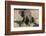 African elephant (Loxodonta africana) young rubbing, Chobe National Park, Botswana-Ann and Steve Toon-Framed Photographic Print