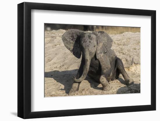 African elephant (Loxodonta africana) young rubbing, Chobe National Park, Botswana-Ann and Steve Toon-Framed Photographic Print