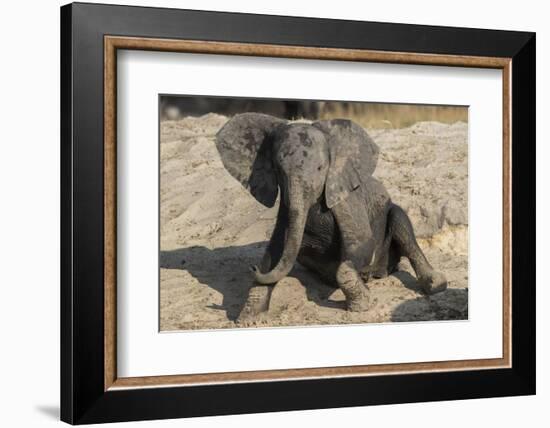 African elephant (Loxodonta africana) young rubbing, Chobe National Park, Botswana-Ann and Steve Toon-Framed Photographic Print