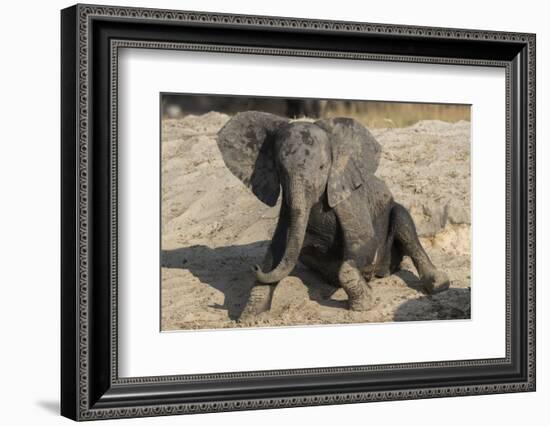 African elephant (Loxodonta africana) young rubbing, Chobe National Park, Botswana-Ann and Steve Toon-Framed Photographic Print