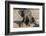 African elephant (Loxodonta africana) young rubbing, Chobe National Park, Botswana-Ann and Steve Toon-Framed Photographic Print