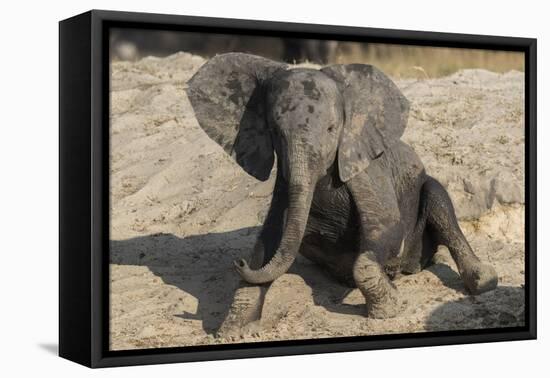 African elephant (Loxodonta africana) young rubbing, Chobe National Park, Botswana-Ann and Steve Toon-Framed Premier Image Canvas