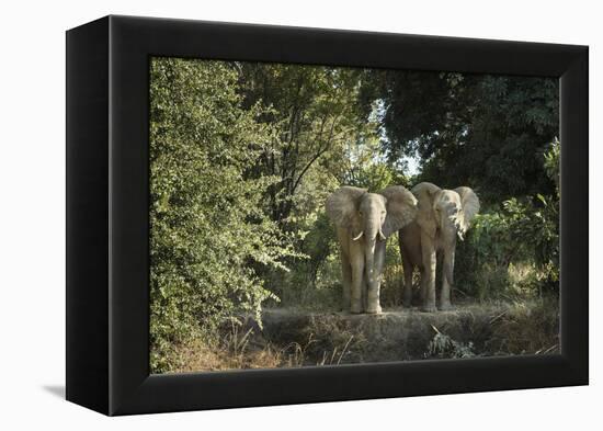 African Elephant (Loxodonta Africana), Zambia, Africa-Janette Hill-Framed Premier Image Canvas