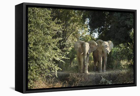 African Elephant (Loxodonta Africana), Zambia, Africa-Janette Hill-Framed Premier Image Canvas