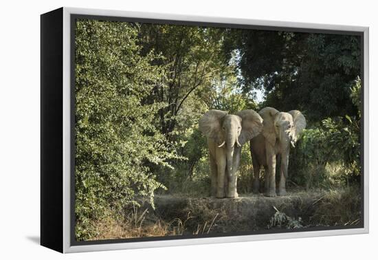 African Elephant (Loxodonta Africana), Zambia, Africa-Janette Hill-Framed Premier Image Canvas