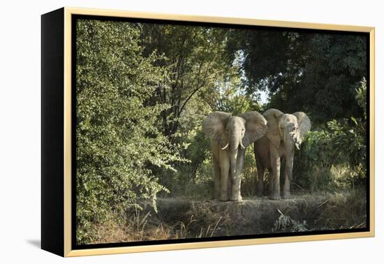 African Elephant (Loxodonta Africana), Zambia, Africa-Janette Hill-Framed Premier Image Canvas