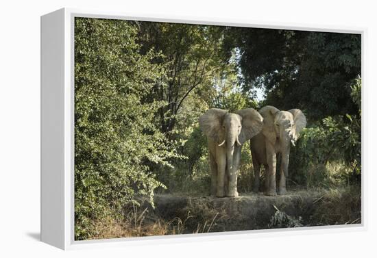 African Elephant (Loxodonta Africana), Zambia, Africa-Janette Hill-Framed Premier Image Canvas