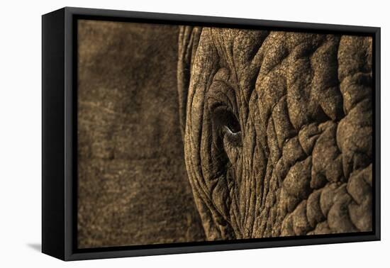 African elephant (Loxodonta africana), Zimanga game reserve, KwaZulu-Natal-Ann and Steve Toon-Framed Premier Image Canvas