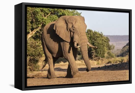 African elephant (Loxodonta africana), Zimanga game reserve, KwaZulu-Natal-Ann and Steve Toon-Framed Premier Image Canvas