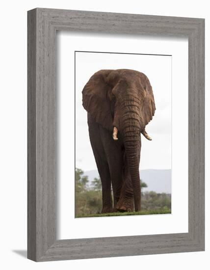 African elephant (Loxodonta africana), Zimanga private game reserve, KwaZulu-Natal, South Africa, A-Ann and Steve Toon-Framed Photographic Print