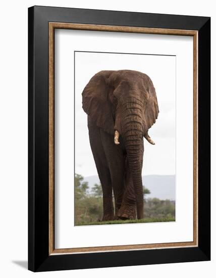 African elephant (Loxodonta africana), Zimanga private game reserve, KwaZulu-Natal, South Africa, A-Ann and Steve Toon-Framed Photographic Print