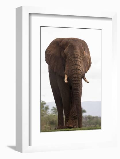 African elephant (Loxodonta africana), Zimanga private game reserve, KwaZulu-Natal, South Africa, A-Ann and Steve Toon-Framed Photographic Print