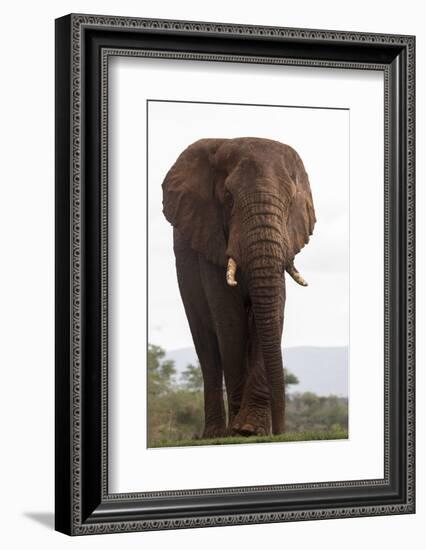 African elephant (Loxodonta africana), Zimanga private game reserve, KwaZulu-Natal, South Africa, A-Ann and Steve Toon-Framed Photographic Print