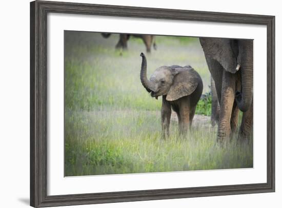 African Elephant (Loxodonta) Mother and Calf, South Luangwa National Park, Zambia, Africa-Janette Hill-Framed Photographic Print