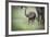 African Elephant (Loxodonta) Mother and Calf, South Luangwa National Park, Zambia, Africa-Janette Hill-Framed Photographic Print