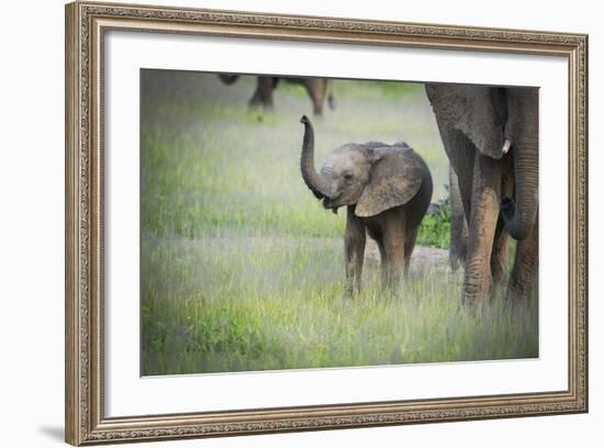 African Elephant (Loxodonta) Mother and Calf, South Luangwa National Park, Zambia, Africa-Janette Hill-Framed Photographic Print