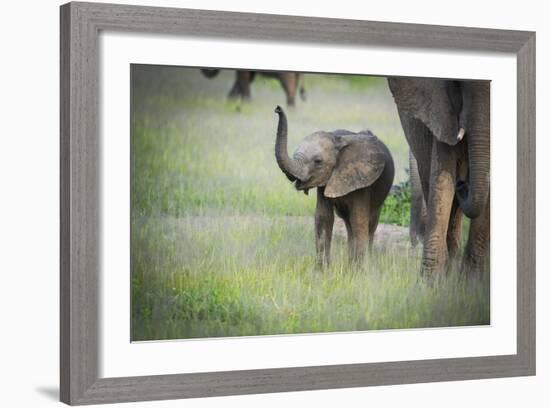 African Elephant (Loxodonta) Mother and Calf, South Luangwa National Park, Zambia, Africa-Janette Hill-Framed Photographic Print