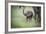 African Elephant (Loxodonta) Mother and Calf, South Luangwa National Park, Zambia, Africa-Janette Hill-Framed Photographic Print