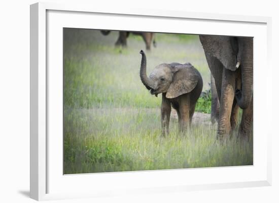 African Elephant (Loxodonta) Mother and Calf, South Luangwa National Park, Zambia, Africa-Janette Hill-Framed Photographic Print