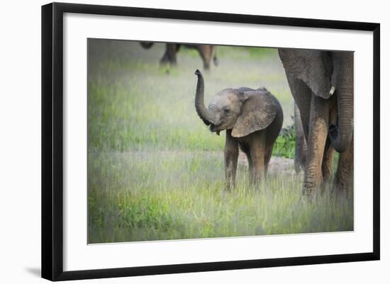 African Elephant (Loxodonta) Mother and Calf, South Luangwa National Park, Zambia, Africa-Janette Hill-Framed Photographic Print