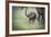 African Elephant (Loxodonta) Mother and Calf, South Luangwa National Park, Zambia, Africa-Janette Hill-Framed Photographic Print