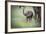 African Elephant (Loxodonta) Mother and Calf, South Luangwa National Park, Zambia, Africa-Janette Hill-Framed Photographic Print