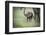 African Elephant (Loxodonta) Mother and Calf, South Luangwa National Park, Zambia, Africa-Janette Hill-Framed Photographic Print