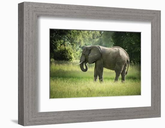 African Elephant (Loxodonta), South Luangwa National Park, Zambia, Africa-Janette Hill-Framed Photographic Print