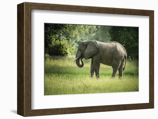 African Elephant (Loxodonta), South Luangwa National Park, Zambia, Africa-Janette Hill-Framed Photographic Print