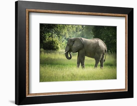 African Elephant (Loxodonta), South Luangwa National Park, Zambia, Africa-Janette Hill-Framed Photographic Print