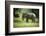 African Elephant (Loxodonta), South Luangwa National Park, Zambia, Africa-Janette Hill-Framed Photographic Print