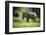 African Elephant (Loxodonta), South Luangwa National Park, Zambia, Africa-Janette Hill-Framed Photographic Print