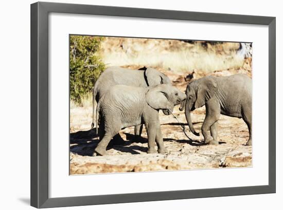African elephant , Mapungubwe Nat'l Park, UNESCO World Heritage Site, Limpopo, South Africa, Africa-Christian Kober-Framed Photographic Print