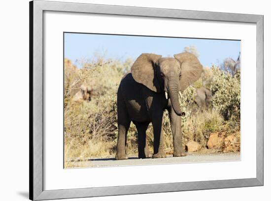 African elephant , Mapungubwe Nat'l Park, UNESCO World Heritage Site, Limpopo, South Africa, Africa-Christian Kober-Framed Photographic Print