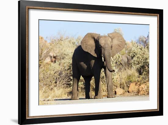 African elephant , Mapungubwe Nat'l Park, UNESCO World Heritage Site, Limpopo, South Africa, Africa-Christian Kober-Framed Photographic Print