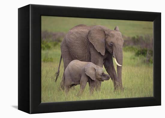 African Elephant Mother and Calf in Grass-DLILLC-Framed Premier Image Canvas