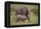 African Elephant Mother and Calf in Grass-DLILLC-Framed Premier Image Canvas