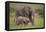 African Elephant Mother and Calf in Grass-DLILLC-Framed Premier Image Canvas