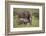 African Elephant Mother and Calf in Grass-DLILLC-Framed Photographic Print